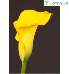 Кала(Zantedeschia) Captain Morelli