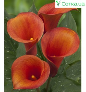 Калла(Zantedeschia) Captain Odeon