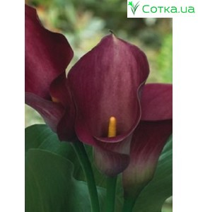 Кала(Zantedeschia) Captain Reno