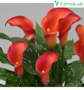 Калла(Zantedeschia) Captain Trinity