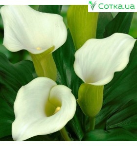 Калла (Zantedeschia)  Captain Ventura