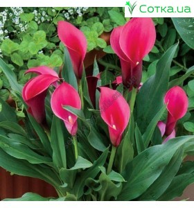 Кала(Zantedeschia) Flirt