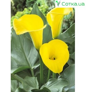 Калла(Zantedeschia) Florex Gold