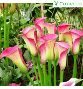 Калла(Zantedeschia) Garnet Glow