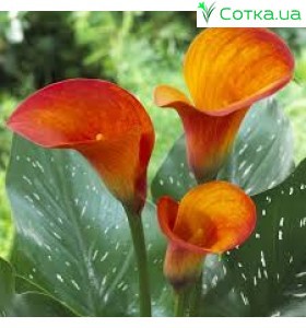 ла(Zantedeschia) Gran Paradiso