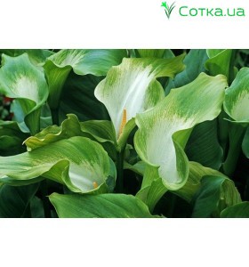 Калла(Zantedeschia)	Green Goddess