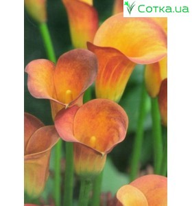 Калла (Zantedeschia) Hot Shot