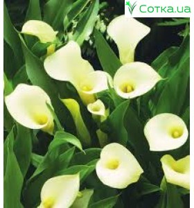 Кала(Zantedeschia)Intimate Ivory