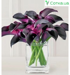 Калла(Zantedeschia)La Paz