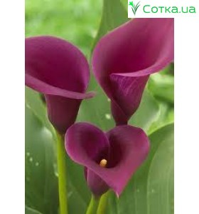 Калла(Zantedeschia) Las Vegas