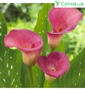 Калла(Zantedeschia)Le Chique