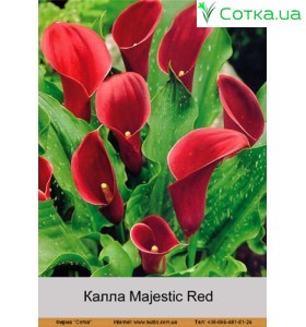 Калла  (Zantedeschia) Majestic Red