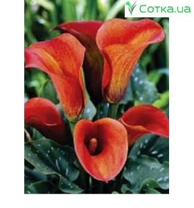 Калла  (Zantedeschia) Mango