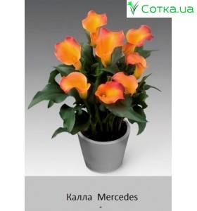 Калла  (Zantedeschia) Mercedes