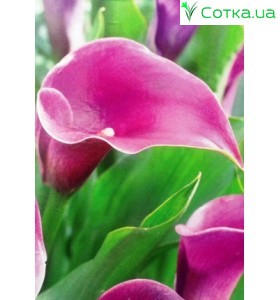 Калла (Zantedeschia) Paco