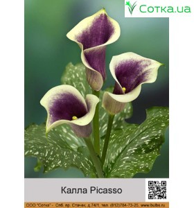 Калла (Zantedeschia) Picasso