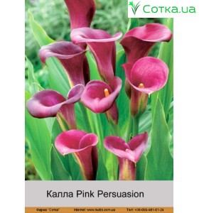 Калла (Zantedeschia) Pink Persuasion