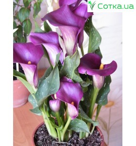 Кала(Zantedeschia) Purple Moon