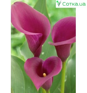 Калла (Zantedeschia) Saigon