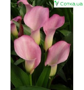 Калла (Zantedeschia) Samur