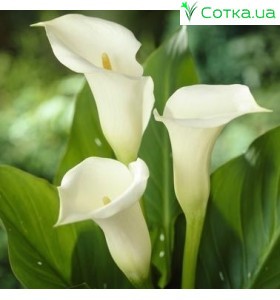 Калла(Zantedeschia) Saporro