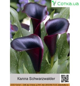 Калла (Zantedeschia) Schwarzwalder