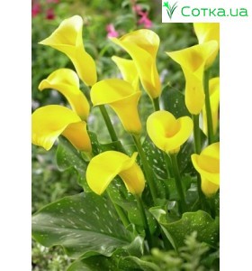Калла (Zantedeschia) Summer Sun