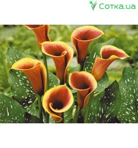 Кала(Zantedeschia) Treasure