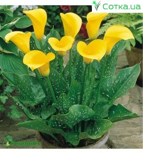 Калла(Zantedeschia) Gold Rush 