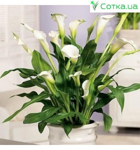 Калла(Zantedeschia) Calgary