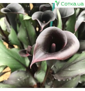 Калла(Zantedeschia)   Memories