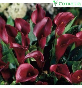 Кала(Zantedeschia) Black Star = Brilliant