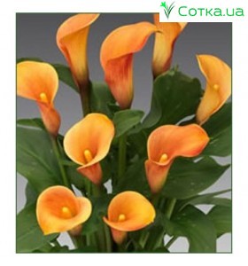 Кала(Zantedeschia) Passionfruit