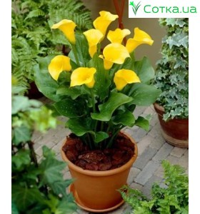 Кала(Zantedeschia) Pot of Gold