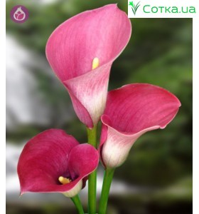 Калла (Zantedeschia) Capitain Romance