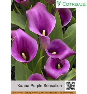 Калла (Zantedeschia) Purple Sensation