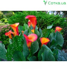Калла(Zantedeschia) Flame