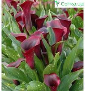 Калла(Zantedeschia)Grape Velvet