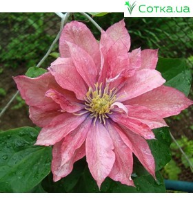 Клематис (Clematis) Little Mermaid