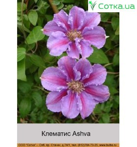 Клематис (Clematis) Ashva