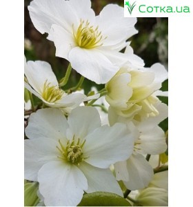 Клематис (Clematis) Avalance®