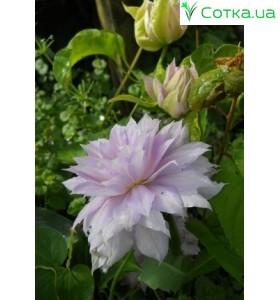Клематис (Clematis) Belle of Woking