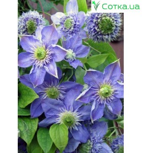 Клематис (Clematis) Blue Light®