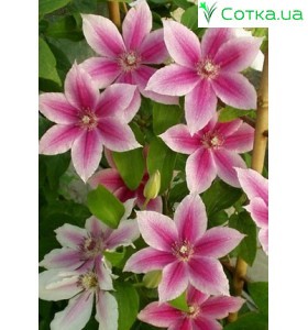 Клематис (Clematis) Carnaby