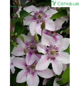 Клематис (Clematis) Darius