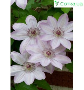Клематис (Clematis) Dawn