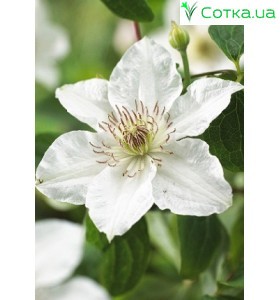 Клематис (Clematis) Destiny
