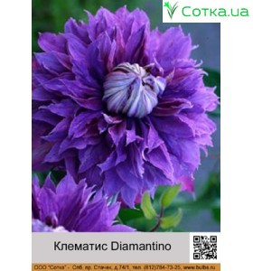Клематис (Clematis) Diamantino