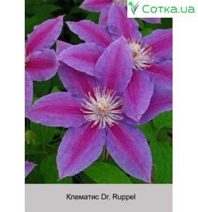 Клематис Dr. Ruppel