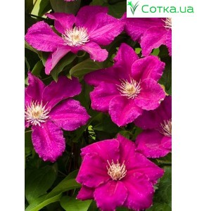 Клематис (Clematis) Ernest Markham
